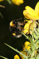 06-3837 Queen Bumble Bee feeding and ultimately pollenating the Gorse flowers. Note the Mites Attached to her Body